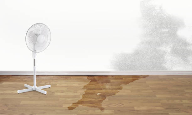 Best Water damage cleanup near me  in Nashville, IN