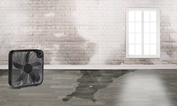 Best Professional water damage repair  in Nashville, IN