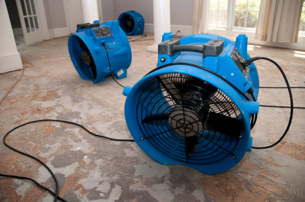 Best Basement water damage restoration  in Nashville, IN